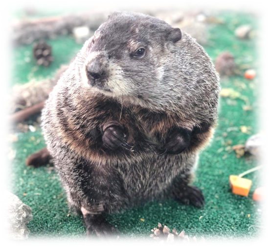 Celebrate Groundhog Day at the Staten Island Zoo! Shine